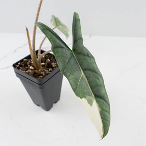 Alocasia heterophylla 'Metallic Blue' Albo variegated (wk37-U75)
