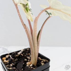 Alocasia Lauterbachiana Albo Variegated (wk28-I)