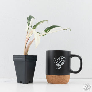 Alocasia Lauterbachiana Albo Variegated (wk28-I)