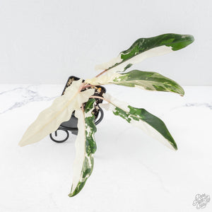 Alocasia Lauterbachiana Albo Variegated (wk28-I)