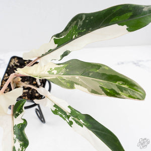 Alocasia Lauterbachiana Albo Variegated (wk28-I)