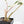 Alocasia Lauterbachiana Albo Variegated (wk20-E)