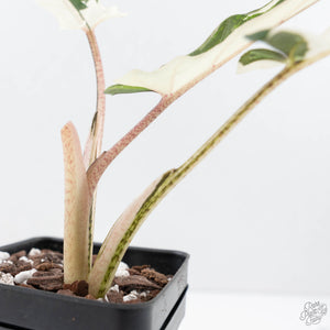 Alocasia Lauterbachiana Albo Variegated (wk20-E)