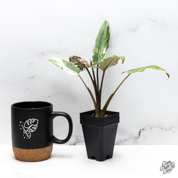 Alocasia Lauterbachiana Albo Variegated (wk46-N)