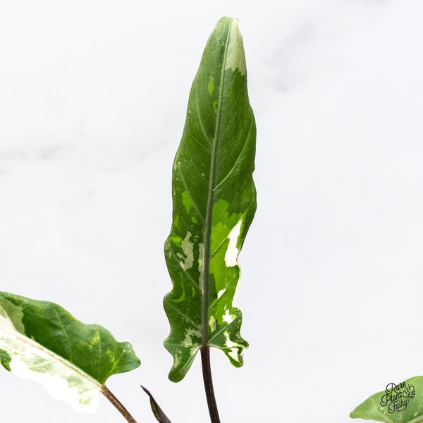 Alocasia Lauterbachiana Albo Variegated (wk46-N)
