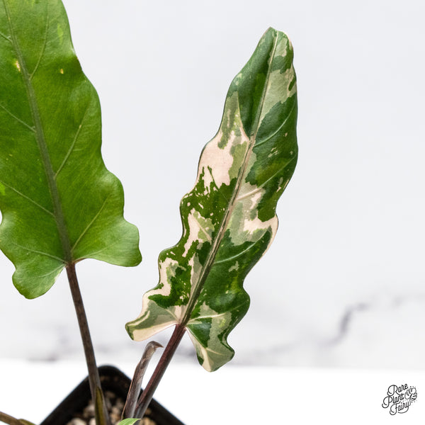 Alocasia Lauterbachiana Albo Variegated (wk46-N)