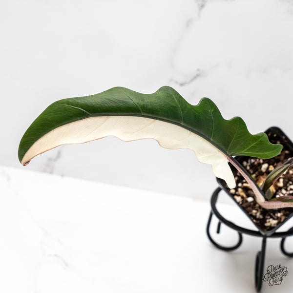 Alocasia Lauterbachiana Albo Variegated (wk4-D)