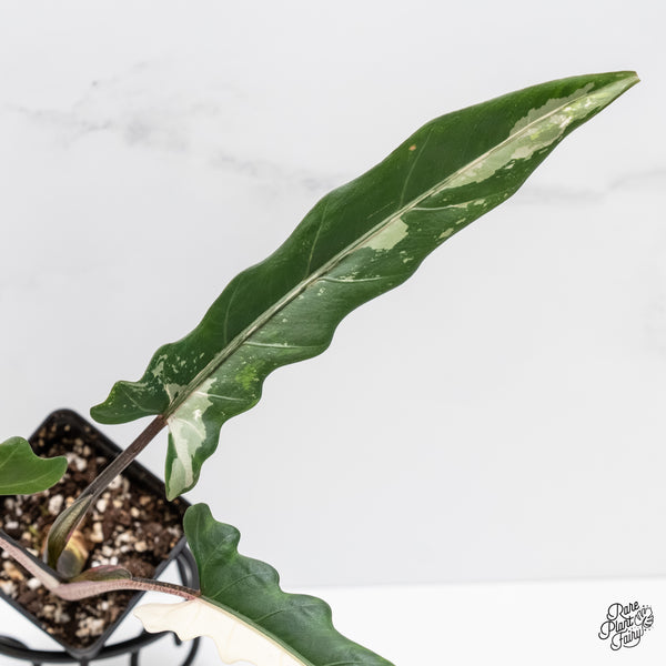 Alocasia Lauterbachiana Albo Variegated (wk4-D)