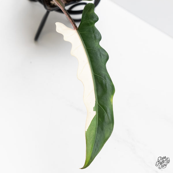 Alocasia Lauterbachiana Albo Variegated (wk4-D)