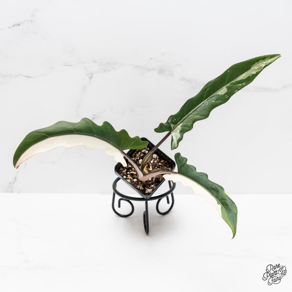 Alocasia Lauterbachiana Albo Variegated (wk4-D)