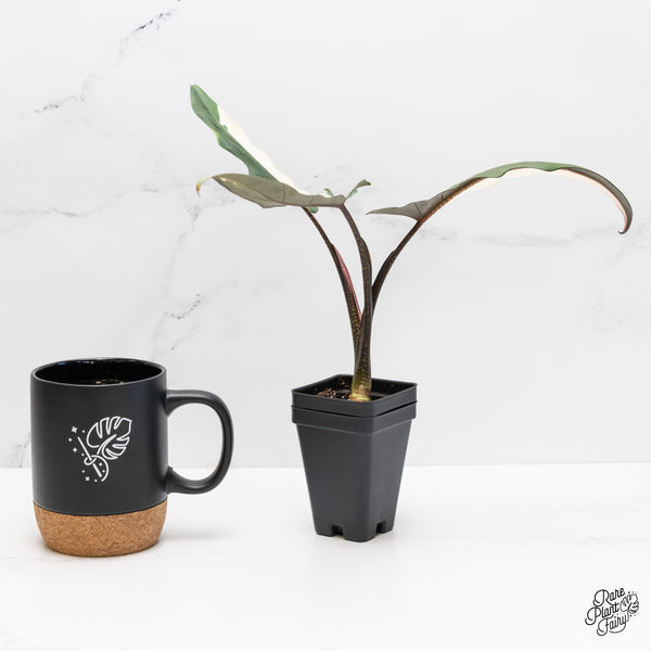 Alocasia Lauterbachiana Albo Variegated (wk4-D)