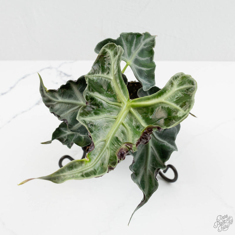 Alocasia loco *Grower's Choice*