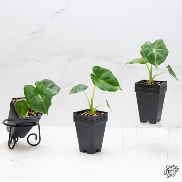 Alocasia 'London Eye' *Grower's choice*