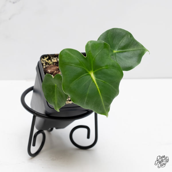 Alocasia 'London Eye' *Grower's choice*