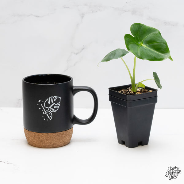 Alocasia 'London Eye' *Grower's choice*