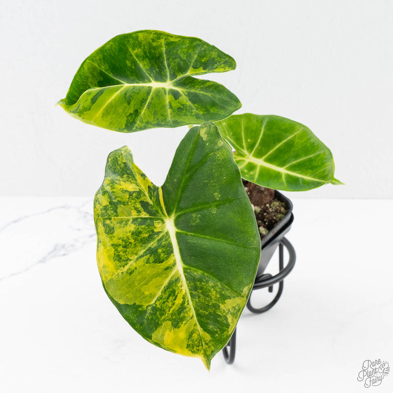 Alocasia 'London Eye' Aurea variegated (wk27-UH)