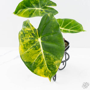 Alocasia 'London Eye' Aurea variegated (wk27-UH)