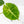 Alocasia 'London Eye' Aurea variegated (wk27-UH)