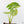 Alocasia 'London Eye' Aurea variegated (wk27-UH)
