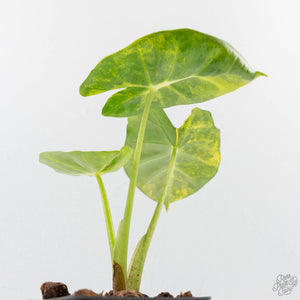 Alocasia 'London Eye' Aurea variegated (wk27-UH)