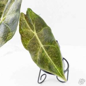 Alocasia Longiloba 'Black Satun' Stardust Variegated (wk27-B)