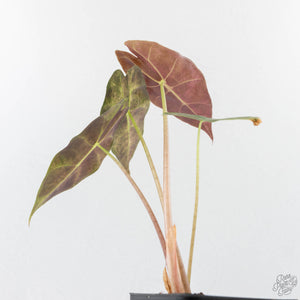 Alocasia Longiloba 'Black Satun' Stardust Variegated (wk27-B)