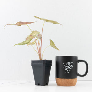 Alocasia Longiloba 'Black Satun' Stardust Variegated (wk30-D)