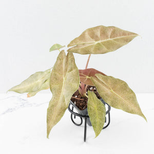 Alocasia Longiloba 'Black Satun' Stardust Variegated (wk30-D)