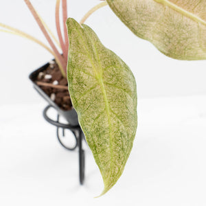 Alocasia Longiloba 'Black Satun' Stardust Variegated (wk30-D)