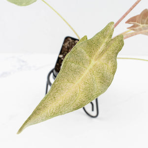 Alocasia Longiloba 'Black Satun' Stardust Variegated (wk30-D)