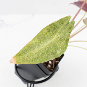 Alocasia Longiloba 'Black Satun' Stardust Variegated (wk30-D)