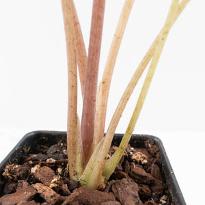 Alocasia Longiloba 'Black Satun' Stardust Variegated (wk31-D)