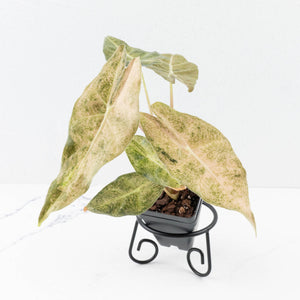 Alocasia Longiloba 'Black Satun' Stardust Variegated (wk31-D)