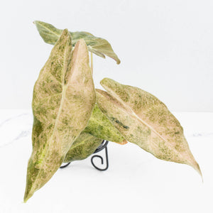 Alocasia Longiloba 'Black Satun' Stardust Variegated (wk31-D)