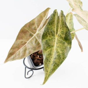Alocasia Longiloba 'Black Satun' Stardust Variegated (wk31-D)