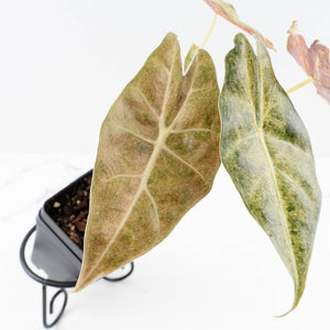 Alocasia Longiloba 'Black Satun' Stardust Variegated (wk31-D)