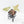 Alocasia Longiloba 'Black Satun' Stardust Variegated (wk20-I)
