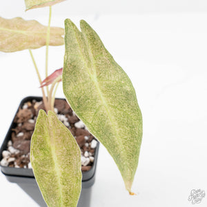 Alocasia Longiloba 'Black Satun' Stardust Variegated (wk20-I)