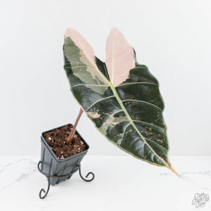 Alocasia Longiloba 'Black Satun' Albo/Pink Variegated (wk28-UM) Corming Size