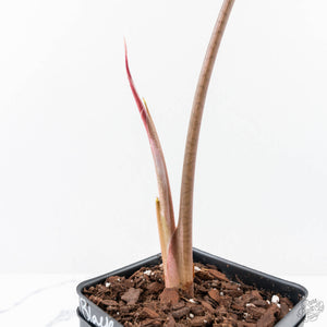 Alocasia Longiloba 'Black Satun' Albo/Pink Variegated (wk28-UM) Corming Size