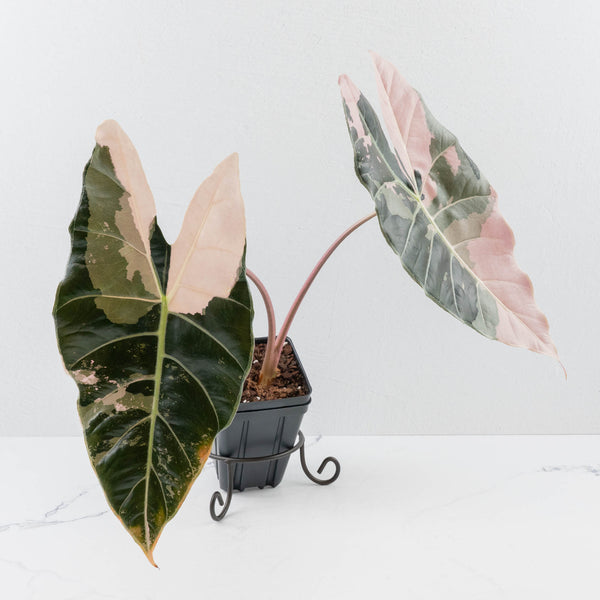 Alocasia Longiloba 'Black Satun' Albo/Pink Variegated (wk35-U54