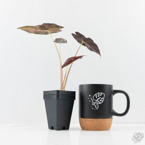 Alocasia Longiloba 'Black Satun' Stardust Variegated (wk23-I)