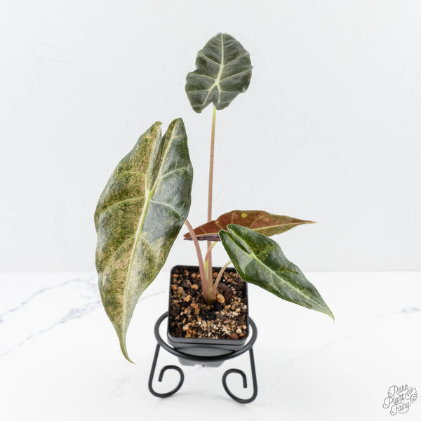 Alocasia Longiloba 'Black Satun' Stardust Variegated (wk23-I