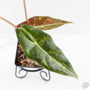 Alocasia Longiloba 'Black Satun' Stardust Variegated (wk23-I)