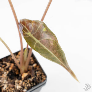 Alocasia Longiloba 'Black Satun' Stardust Variegated (wk23-I)