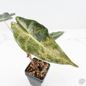 Alocasia Longiloba 'Black Satun' Stardust Variegated (wk23-I)