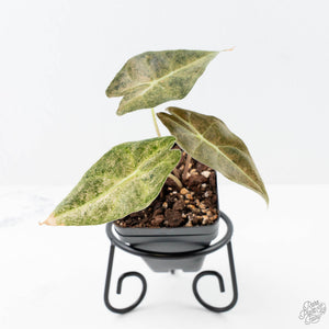 Alocasia Longiloba 'Black Satun' Stardust Variegated (wk21-D)