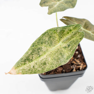 Alocasia Longiloba 'Black Satun' Stardust Variegated (wk21-D)