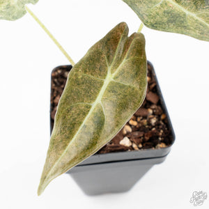 Alocasia Longiloba 'Black Satun' Stardust Variegated (wk21-D)