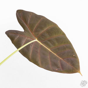 Alocasia longiloba 'Grandis' (wk27-L)  Corming Size